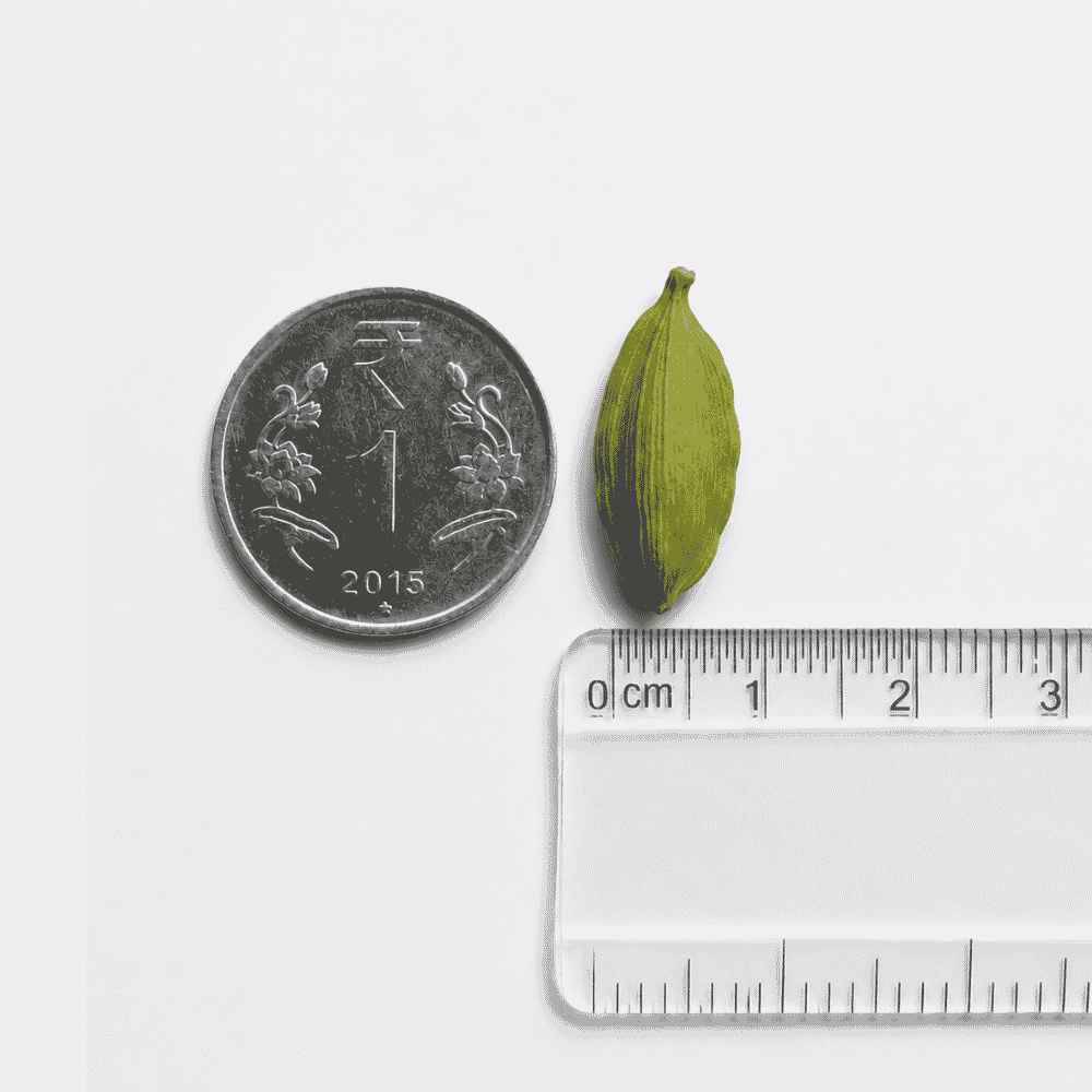 8mm bold pods, pictured actual size next to a ₹1 coin and scale.