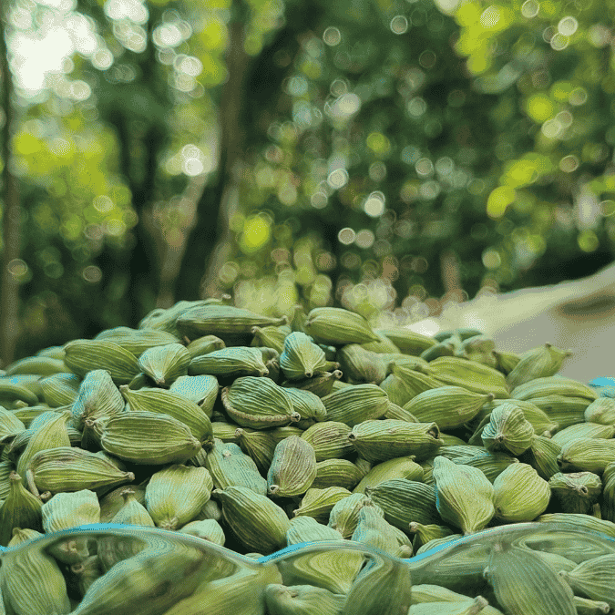 8mm premium green cardamom from Idukki